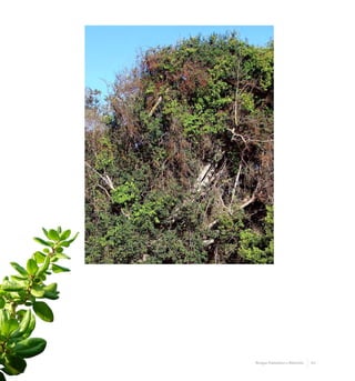 43Bosque Pantanoso o Ribereño
 