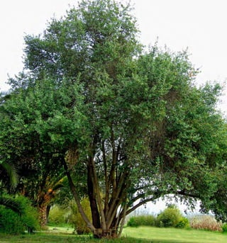 Arboles Nativos de Chile44
 