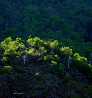 4 Arboles Nativos de Chile
 