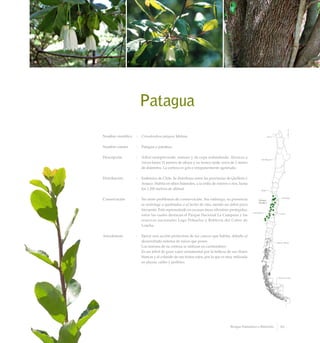 Patagua
Nombre científico	 :	 Crinodendron patagua Molina
Nombre común	 :	 Patagua o patahua.
Descripción	 :	 Arbol siempreverde, ramoso y de copa redondeada. Alcanza a
crecer hasta 15 metros de altura y su tronco mide cerca de 1 metro
de diámetro. La corteza es gris e irregularmente agrietada.
Distribución	 :	 Endémica de Chile. Se distribuye entre las provincias de Quillota y
Arauco. Habita en sitios húmedos, a la orilla de esteros o ríos, hasta
los 1.200 metros de altitud.
Conservación	 :	 No tiene problemas de conservación. Sin embargo, su presencia
se restringe a quebradas o al lecho de ríos, siendo un árbol poco
frecuente. Está representado en escasas áreas silvestres protegidas,
entre las cuales destacan el Parque Nacional La Campana y las
reservas nacionales Lago Peñuelas y Roblería del Cobre de
Loncha.
Anecdotario	 :	 Ejerce una acción protectora de los cauces que habita, debido al
desarrollado sistema de raíces que posee.
		 Los taninos de su corteza se utilizan en curtiembres.
		 Es un árbol de gran valor ornamental por la belleza de sus flores
blancas y el colorido de sus frutos rojos, por lo que es muy utilizada
en plazas, calles y jardines.
45Bosque Pantanoso o Ribereño
 