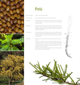 Pelú
Nombre científico	 :	 Sophora cassioides (Phil.) Sparre
Nombre común	 :	 Pelú, pelo-pelú, pelu, pilo, mayu-monte o pilo-pilo.
Descripción	 :	 Arbol siempreverde, de hasta 10 metros de altura y tronco de unos
40 cm de diámetro. La corteza es café oscuro y lisa o agrietada
irregularmente.
Distribución	 :	 Endémico de Chile. Crece entre las provincias de Talca y Aysén.
Habita en ambas cordilleras, asociado a ambientes hídricos, como
quebradas, orillas de ríos, lagos y lagunas, desde la costa hasta los
900 metros de altitud.
Conservación	 :	 No tiene problemas de conservación, pese a que no es muy frecuente.
Destaca su presencia en el Parque Nacional Conguillío y la Reserva
Nacional Malleco, además del área privada de conservación
Parque Oncol.
Anecdotario	 :	 Su madera es muy dura, incluso más que la luma (Amomyrtus
luma).
		 La corteza se emplea contra varias enfermedades, tales como,
reumatismo crónico, leucorrea, gota, sífilis y erupciones cutáneas,
además de purgante y vomitivo. La corteza bien hervida produce
una goma que es un sudorífico muy activo. Se utiliza, a su vez,
para teñir la lana de color café.
		 Tiene un gran valor ornamental por la belleza de sus flores amarillas,
floración duradera y follaje delicado.
Arboles Nativos de Chile46
 