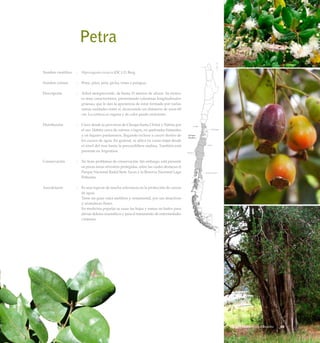 Petra
Nombre científico	 :	 Myrceugenia exsucca (DC.) O. Berg
Nombre común	 :	 Petra, pitra, peta, picha, temu o patagua.
Descripción	 :	 Arbol siempreverde, de hasta 15 metros de altura. Su tronco
es muy característico, presentando columnas longitudinales
gruesas, que le dan la apariencia de estar formado por varias
ramas unidades entre sí, alcanzando un diámetro de unos 60
cm. La corteza es rugosa y de color pardo ceniciento.
Distribución	 :	 Crece desde la provincia de Choapa hasta Chiloé y Palena por
el sur. Habita cerca de esteros o lagos, en quebradas húmedas
y en lugares pantanosos, llegando incluso a crecer dentro de
los cursos de agua. En general, se ubica en zonas bajas desde
el nivel del mar hasta la precordillera andina. También está
presente en Argentina.
Conservación	 :	 No tiene problemas de conservación. Sin embargo, está presente
en pocas áreas silvestres protegidas, entre las cuales destacan el
Parque Nacional Radal Siete Tazas y la Reserva Nacional Lago
Peñuelas.
Anecdotario	 :	 Es una especie de mucha relevancia en la protección de cursos
de agua.
		 Tiene un gran valor melífero y ornamental, por sus atractivas
y aromáticas flores.
		 En medicina popular se usan las hojas y ramas en baños para
aliviar dolores reumáticos y para el tratamiento de enfermedades
cutáneas.
49Bosque Pantanoso o Ribereño
 