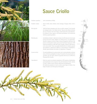 Sauce Criollo
Nombre científico	 :	 Salix humboldtiana Willd.
Nombre común	 :	 Sauce criollo, sauce chileno, sauce amargo, cheique, reike, treike o
itsow.
Descripción	 :	 Arbol de hojas alargadas, que caen en otoño, aunque a veces puede
ser siempreverde y con ramas erectas. Alcanza una altura máxima
de 18 a 25 metros. Su tronco llega a medir hasta 60 cm de diámetro.
La corteza es muy rugosa, con fisuras profundas y de coloración
morena a pardo-grisácea.
Distribución	 :	 Se distribuye desde el valle del río Lluta en la Provincia de Arica hasta
la Provincia de Cautín. Habita a la orilla de ríos y en quebradas,
donde en algunos sectores llega a formar bosquetes ribereños casi
puros. Se encuentra desde casi el nivel del mar hasta los 2.500
metros de altitud en valles del Norte Grande y hasta los 800 metros
en la zona central. Tiene una amplia distribución en América, puesto
que también es autóctono de México, Centroamérica y Sudamérica,
siendo especialmente frecuente en Argentina y Uruguay.
Conservación	 :	 No tiene problemas de conservación, pese a estar presentes en pocas
áreas silvestres protegidas. Es muy frecuente en la mayoría de los
grandes ríos de Chile central. Se puede observar en la Reserva
Nacional Río Clarillo.
Anecdotario	 :	 Entre los sauces se incluyen alrededor de 250 especies, distribuidas
principalmente en las regiones frías del hemisferio Norte, siendo
el sauce criollo la única especie autóctona de Sudamérica.
		 En medicina popular se usa la corteza para bajar la fiebre y las
hojas licuadas con leche para la bronquitis.
50 Arboles Nativos de Chile
 