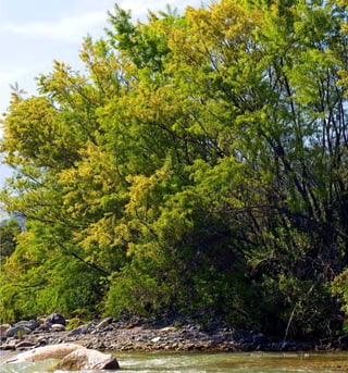 51Bosque Pantanoso o Ribereño
 