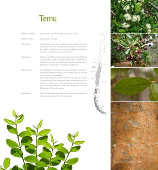 Temu
Nombre científico	 :	 Blepharocalyx cruckshanksii (Hook. et Arn.) Nied.
Nombre común	 :	 Temu o palo colorado.
Descripción	 :	 Arbol siempreverde, de copa globosa. Alcanza hasta 20 metros
de altura y su tronco unos 40 cm de diámetro. La corteza es
lisa, rojiza a grisácea y se descascara en placas irregulares.
Su tronco colorado es muy característico.
Distribución	 :	 Endémico de Chile. Se presenta entre las provincias de Petorca
y Llanquihue. Habita en lugares húmedos y sombríos o a
orillas de cursos de agua en lugares abiertos, entre los 100 y
400 metros de altitud en los faldeos cordilleranos.
Conservación	 :	 Es un árbol poco frecuente, de rango altitudinal estrecho y
asociado a ambientes hídricos de zona bajas, que son las más
intervenidas y presionadas.
		 En el Libro Rojo de la Flora Terrestre de Chile su estado
de conservación fue propuesto como Vulnerable para las
regiones de Valparaíso y O’Higgins. Está presente en pocas
áreas silvestres protegidas, entre ellas, la Reserva Nacional
Roblería del Cobre de Loncha.
Anecdotario	 :	 Tiene un alto potencial como árbol ornamental, debido a su
belleza y abundante floración aromática.
53Bosque Pantanoso o Ribereño
 