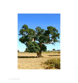 56 Arboles Nativos de Chile
 