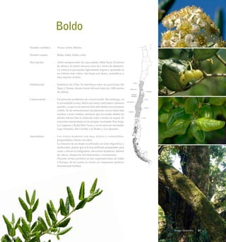 Boldo
Nombre científico	 :	 Peumus boldus Molina
Nombre común	 :	 Boldo, foldu, boldu o folo.
Descripción	 :	 Arbol siempreverde, de copa amplia. Mide hasta 20 metros
de altura y el tronco alcanza cerca de 1 metro de diámetro.
La corteza es gris-parda, ligeramente rugosa y agrietada en
los árboles más viejos. Sus hojas son duras, aromáticas y
muy ásperas al tacto.
Distribución	 :	 Endémico de Chile. Se distribuye entre las provincias del
Elqui y Osorno, desde el nivel del mar hasta los 1.000 metros
de altitud.
Conservación	 :	 No presenta problemas de conservación. Sin embargo, en
la actualidad es muy difícil encontrar individuos arbóreos
grandes, ya que en su mayoría han sido talados para preparar
carbón. En las reforestaciones las plántulas crecen mejor bajo
sombra o semi-sombra, mientras que en estado adulto los
árboles toleran bien la radiación solar e incluso la sequía. Se
encuentra representado en los parques nacionales Fray Jorge,
La Campana y Radal Siete Tazas; y en las reservas nacionales
Lago Peñuelas, Río Clarillo, Los Ruiles y Los Queules.
Anecdotario	 :	 Los frutos maduros son muy dulces y comestibles,
preparándose chicha con ellos.
		 La infusión de sus hojas es utilizada con fines digestivos y
medicinales, puesto que se le han atribuido propiedades para
curar o aliviar la indigestión, afecciones hepáticas, dolores
de cabeza, disipación del meteorismo y reumatismo.
		 Durante ciertos períodos se han exportado hojas de boldo
a Europa, de las cuales se extrae un compuesto químico
denominado boldina.
57Bosque Esclerofilo
 