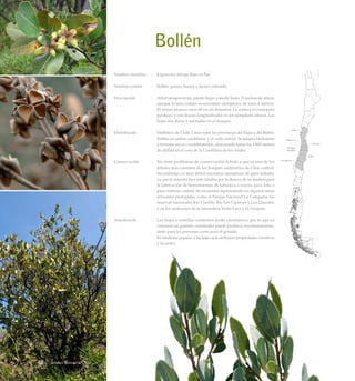 Bollén
Nombre científico	 :	 Kageneckia oblonga Ruiz et Pav.
Nombre común	 :	 Bollén, guayo, huayú o huayo colorado.
Descripción	 :	 Arbol siempreverde, puede llegar a medir hasta 15 metros de altura,
aunque lo más común es encontrar ejemplares de unos 4 metros.
El tronco alcanza unos 40 cm de diámetro. La corteza es cenicienta
pardusca y con fisuras longitudinales en los ejemplares añosos. Las
hojas son duras y aserradas en el margen.
Distribución	 :	 Endémico de Chile. Crece entre las provincias del Elqui y del Biobío.
Habita en ambas cordilleras y el valle central. Se adapta fácilmente
a terrenos secos o semihúmedos, alcanzando hasta los 1.800 metros
de altitud en el caso de la Cordillera de los Andes.
Conservación	 :	 No tiene problemas de conservación debido a que es uno de los
árboles más comunes de los bosques esclerofilos de Chile central.
Sin embargo, es muy difícil encontrar ejemplares de gran tamaño,
ya que la mayoría han sido talados por la dureza de su madera para
la fabricación de herramientas de labranza o cercos, para leña o
para elaborar carbón. Se encuentra representado en algunas áreas
silvestres protegidas, como el Parque Nacional La Campana; las
reservas nacionales Río Clarillo, Río Los Cipreses y Los Queules,
y en los santuarios de la naturaleza Yerba Loca y El Arrayán.
Anecdotario	 :	 Las hojas y semillas contienen ácido cianhídrico, por lo que su
consumo en grandes cantidades puede producir envenenamiento,
tanto para las personas como para el ganado.
		 En medicina popular a las hojas se le atribuyen propiedades vomitivas
y laxantes.
58 Arboles Nativos de Chile
 