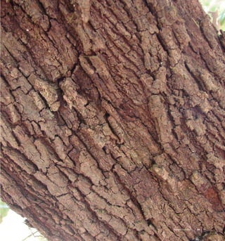 59Bosque Esclerofilo
 