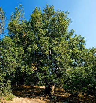 60 Arboles Nativos de Chile
 