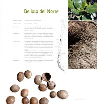 Belloto del Norte
Nombre científico	 :	 Beilschmiedia miersii (Gay) Kosterm.
Nombre común	 :	 Belloto del norte o belloto.
Descripción	 :	 Arbol siempreverde, mide hasta 25 metros de altura y posee
un tronco recto de unos 80 cm de diámetro. Su corteza es
plomiza y rugosa.
Distribución	 :	 Endémico de Chile. Se distribuye en bosques costeros
húmedos entre las provincias de Petorca y Cachapoal. Habita
desde los 15 a 1.200 metros de altitud, asociado a quebradas
o laderas sombrías.
Conservación	 :	 La bibliografía menciona que algunas de sus poblaciones están
deterioradas o han desaparecido debido a la urbanización,
actividad minera, la conversión de bosques hacia terrenos
agrícolas y problemas asociados como el sobre pastoreo.
		 Su corta fue restringida al ser declarado Monumento Natural
en 1995.
		 En 2008, su estado de conservación fue oficializado como
Vulnerable. Se estima que actualmente existen unos 180.000
individuos, que ocuparían cerca de 5.000 hectáreas. Se
encuentra protegido en el Parque Nacional La Campana y
la Reserva Nacional Lago Peñuelas.
Anecdotario	 :	 Tiene potencial como árbol ornamental en plazas y jardines,
sin embargo, ha sido poco utilizado.
61Bosque Esclerofilo
 