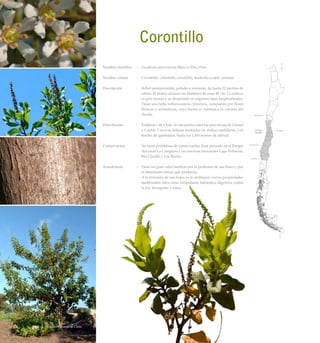 Corontillo
Nombre científico	 :	 Escallonia pulverulenta (Ruiz et Pav.) Pers.
Nombre común	 :	 Corontillo, colantillo, corantillo, madroño o siete camisas.
Descripción	 :	 Arbol siempreverde, peludo o resinoso, de hasta 12 metros de
altura. El tronco alcanza un diámetro de unos 40 cm. La corteza
es gris oscura y se desprende en angostas fajas longitudinales.
Tiene una bella inflorescencia cilíndrica, compuesta por flores
blancas y aromáticas, cuya forma se asemeja a la coronta del
choclo.
Distribución	 :	 Endémico de Chile. Se encuentra entre las provincias de Limarí
y Cautín. Crece en laderas asoleadas de ambas cordilleras y en
bordes de quebradas, hasta los 1.100 metros de altitud.
Conservación	 :	 No tiene problemas de conservación. Está presente en el Parque
Nacional La Campana y las reservas nacionales Lago Peñuelas,
Río Clarillo y Los Ruiles.
Anecdotario	 :	 Tiene un gran valor melífero por la profusión de sus flores y por
el abundante néctar que producen.
		 A la infusión de sus hojas se le atribuyen varias propiedades
medicinales, tales como, estimulante, balsámica, digestiva, contra
la tos, bronquitis y asma.
Arboles Nativos de Chile62
 