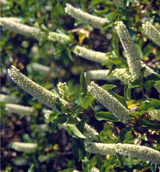 63Bosque Esclerofilo
 