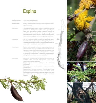 Espino
Nombre científico	 :	 Acacia caven (Molina) Molina
Nombre común	 :	 Espino, espino maulino, churque, churco, espinillo, caven,
espinillo o kawen.
Descripción	 :	 Arbol espinoso, bota las hojas en invierno o verano, o las conserva
por hasta dos años dependiendo de la latitud. Puede llegar a
medir cerca de 10 metros de altura. El tronco es tortuoso, de
unos 50 cm de diámetro. La corteza es gruesa, agrietada
longitudinalmente, opaca y negruzca. El fruto es una legumbre
negra indehiscente, que se conoce como quiringa o quirincho.
Distribución	 :	 En Chile se encuentra entre las provincias de Copiapó y del Biobío.
Habita desde la costa hasta la precordillera, por lo general, en
climas secos y terrenos pobres. Es una especie difundida en
zonas áridas y semiáridas de América del Sur.
Conservación	 :	 Dado su amplio rango de distribución, no presenta problemas de
conservación. Se estima que en Chile los espinales abarcan una
superficie de unas 3,8 millones de hectáreas. Sin embargo, en la
actualidad quedan ejemplares pequeños y arbustivos, debido a
la habilitación de terrenos para la agricultura y urbanización, y
a la explotación continua y masiva de su madera.
Anecdotario	 :	 Habría sido introducido a Chile desde el lado oriental de la
cordillera andina, en tiempos prehispánicos, acarreado por
llamas u otro camélido doméstico.
		 Es una especie pionera e indicadora de ambientes
perturbados.
		 Las flores presentan un intenso aroma y su esencia se emplea
en perfumería.
		 En la zona norte es común reemplazar el café por una bebida
preparada con todo el fruto molido, la cual además de ser
estimulante presenta propiedades digestivas. Estos sirven de base
para la elaboración de harinas de alto contenido
proteico.
65Bosque Esclerofilo
 