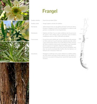 Frangel
Nombre científico	 :	 Kageneckia angustifolia D.Don
Nombre común	 :	 Frangel, pulpica u olivillo de cordillera.
Descripción	 :	 Arbol siempreverde, de copa globosa de hasta 5 metros de altura.
El tronco es delgado, de unos 50 cm de diámetro. La corteza es café
grisácea y se desprende en tiras longitudinales.
Distribución	 :	 Endémico de Chile. Crece en ambas cordilleras entre las provincias
de Limarí y Talca. Habita tanto en quebradas como en faldeos
cordilleranos entre los 1.500 y 3.000 metros de altitud.
Conservación	 :	 Es uno de los pocos árboles que viven en ambientes de alta montaña
en Chile central, por lo que ha sido muy explotado para leña, carbón
o para construcciones menores. En el Libro Rojo de la Flora Terrestre
de Chile su estado de conservación fue propuesto como Vulnerable
para las regiones de Coquimbo, Valparaíso y Metropolitana.
		 Se encuentra representado en pocas áreas silvestres protegidas, entre
ellas, las reservas nacionales Río Clarillo y Río Los Cipreses, y el
Santuario de la Naturaleza Yerba Loca.
Anecdotario	 :	 El frangel es el árbol que crece a mayor altitud en la cordillera andina
de Chile central, marcando el límite superior de la vida arbórea. A
pesar de ser una especie de hoja perenne, soporta bien largos periodos
con nieve.
Arboles Nativos de Chile66
 