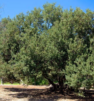 Arboles Nativos de Chile68
 