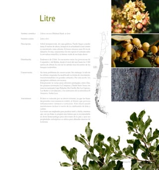 Litre
Nombre científico	 :	 Lithrea caustica (Molina) Hook. et Arn.
Nombre común	 :	 Litre o litri.
Descripción	 :	 Arbol siempreverde, de copa globosa. Puede llegar a medir
hasta 15 metros de altura, aunque en la actualidad lo más común
es encontrarlo como arbusto. El tronco alcanza unos 50 cm de
diámetro. Es muy característico de esta especie el contraste entre
la nervadura amarilla y la lámina verde de sus hojas duras.
Distribución	 :	 Endémico de Chile. Se encuentra entre las provincias de
Coquimbo y del Biobío, desde el nivel del mar hasta los 1.500
metros de altitud. Es uno de los árboles más frecuentes de los
bosques esclerofilos.
Conservación	 :	 No tiene problemas de conservación. Sin embargo, la tala de
los árboles originales ha modificado su forma de crecimiento,
transformándolos en grandes arbustos. Por esta razón, los
ejemplares arbóreos son escasos.
		 Está presente en varias áreas silvestres protegidas, entre ellas,
los parques nacionales La Campana y Radal Siete Tazas; las
reservas nacionales Lago Peñuelas, Río Clarillo, Río Los Cipreses,
Los Ruiles y Los Queules, y los santuarios de la naturaleza El
Arrayán y Yerba Loca.
Anecdotario	 :	 El litre es conocido por su efecto irritante, ya que las hojas
desprenden una sustancia volátil, el litreol, que provoca
inflamaciones cutáneas o urticarias. Este efecto puede
manifestarse incluso a través de la combustión de leña y
carbón.
		 Los frutos son empleados para producir miel y chicha, mientras
que con sus hojas se prepara una tintura que es recomendable
en dosis homeopáticas para afecciones de la piel, y por sus
propiedades antisépticas se utiliza para ablandar durezas de
la misma.
69Bosque Esclerofilo
 