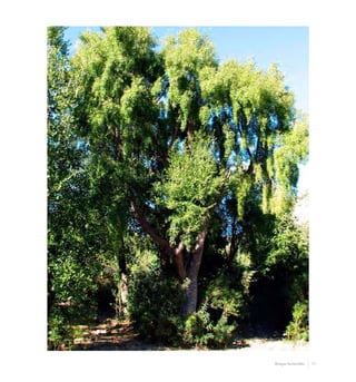 71Bosque Esclerofilo
 