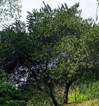 Arboles Nativos de Chile72
 