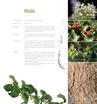 Molle
Nombre científico	 :	 Schinus latifolia (Gill. ex Lindl.) Engler
Nombre común	 :	 Molle o lilén.
Descripción	 :	 Arbol siempreverde, alcanza hasta 10 metros de altura. El tronco
es tortuoso y llega a medir unos 50 cm de diámetro. La corteza,
de color café, se descascara con la edad. Las hojas tienen un
agradable aroma cítrico al ser molidas.
Distribución	 :	 Endémico de Chile. Habita principalmente en la zona litoral y
en la Cordillera de la Costa, entre las provincias de Limarí y
Talca.
Conservación	 :	 No tiene problemas de conservación. Su área de distribución
no es muy extensa, sin embargo, es un árbol frecuente en la
zona costera de Chile central. Está representado en pocas
áreas silvestres protegidas, las que corresponden al Parque
Nacional La Campana y las reservas nacionales Lago Peñuelas
y El Yali.
Anecdotario	 :	 Sus frutos son comestibles y con ellos se prepara una chicha
llamada muchi o müchü, de sabor agradable y muy apetecida.
		 De los frutos también se obtiene una miel que, mezclada con
agua caliente, tiene propiedades purgativas y diuréticas, además
de aliviar las hemorroides.
		 Con su resina se preparan emplastos para calmar los esguinces,
golpes y dolores reumáticos.
		 A los renuevos se le atribuyen propiedades para sanar problemas
de las encías y limpiar los dientes.
73Bosque Esclerofilo
 