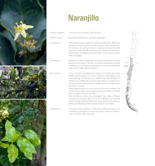 Naranjillo
Nombre científico	 :	 Citronella mucronata (Ruiz et Pav.) D. Don
Nombre común	 :	 Naranjillo, huillipatagua, patagua o patagüilla.
Descripción	 :	 Arbol siempreverde, de follaje de coloración verde oscuro. Mide hasta
20 metros de altura y posee un tronco recto de 1 metro de diámetro.
Su corteza es de color gris oscuro y rugosa. Las hojas juveniles
tienen un borde dentado-espinoso y son similares al muérdago,
mientras que las adultas presentan borde entero con una espina
corta en su ápice.
Distribución	 :	 Endémico de Chile. Se distribuye de manera discontinua entre las
provincias de Limarí y Osorno. Es posible encontrarlo en ambas
cordilleras y en la Depresión Intermedia, en un rango altitudinal
entre los 15 a 1.400 metros de altitud.
Conservación	 :	 A pesar de poseer una distribución extensa, se encuentra amenazado
debido a que en general, es escaso en todas las comunidades en las
cuales participa y la mayoría de sus ambientes han sido alterados. Su
hábitat en la Cordillera de la Costa ha sido afectado, en especial, por
la deforestación, fragmentación y establecimiento de plantaciones
forestales y frutales.
		 Otras amenazas para su conservación son la corta de madera y la
producción de carbón. Fue propuesto como especie Rara en el Libro
Rojo de la Flora Terrestre de Chile.
		 Está presente en varias áreas protegidas, entre ellas, el Parque
Nacional La Campana, Reserva Nacional Roblería del Cobre de
Loncha, Parque Nacional Radal Siete Tazas, Reserva Nacional Los
Bellotos del Melado y el Monumento Natural Cerro Ñielol.
Anecdotario	 :	 Es el único representante en Chile de la familia Icacinaceae, de
distribución principal en la zona del trópico, tanto en América,
como en África, Asia y Australia.
Arboles Nativos de Chile74
 