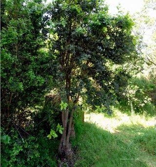 75Bosque Esclerofilo
 