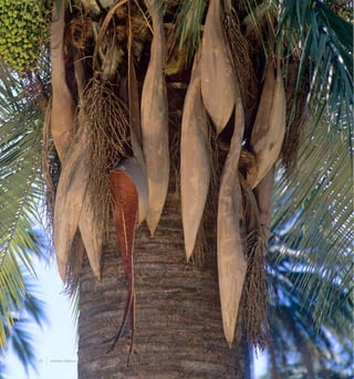 76 Arboles Nativos de Chile
 