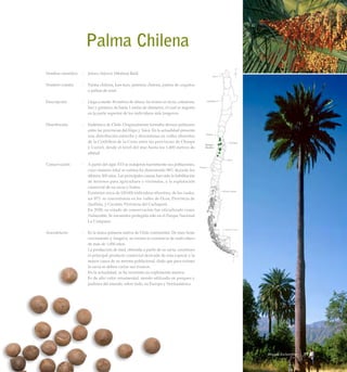 Palma Chilena
Nombre científico	 :	 Jubaea chilensis (Molina) Baill.
Nombre común	 :	 Palma chilena, kan-kan, palmera chilena, palma de coquitos
o palma de miel.
Descripción	 :	 Llega a medir 30 metros de altura. Su tronco es recto, columnar,
liso y grisáceo, de hasta 1 metro de diámetro, el cual se angosta
en la parte superior de los individuos más longevos.
Distribución	 :	 Endémica de Chile. Originalmente formaba densos palmares
entre las provincias del Elqui y Talca. En la actualidad presenta
una distribución estrecha y discontinua en valles ribereños
de la Cordillera de la Costa entre las provincias de Choapa
y Curicó, desde el nivel del mar hasta los 1.400 metros de
altitud.
Conservación	 :	 A partir del siglo XVI se redujeron fuertemente sus poblaciones,
cuyo número total se estima ha disminuido 98% durante los
últimos 500 años. Las principales causas han sido la habilitación
de terrenos para agricultura y viviendas, y la explotación
comercial de su savia y frutos.
		 Existirían cerca de 120.000 individuos silvestres, de los cuales,
un 87% se concentraría en los valles de Ocoa, Provincia de
Quillota, y Cocalán, Provincia del Cachapoal.
		 En 2008, su estado de conservación fue oficializado como
Vulnerable. Se encuentra protegida sólo en el Parque Nacional
La Campana.
Anecdotario	 :	 Es la única palmera nativa de Chile continental. De muy lento
crecimiento y longeva, se estima la existencia de individuos
de más de 1.000 años.
		 La producción de miel, obtenida a partir de su savia, constituye
el principal producto comercial derivado de esta especie y la
mayor causa de su merma poblacional, dado que para extraer
la savia se deben cortar sus troncos.
		 En la actualidad, se ha revertido su explotación masiva.
		 Es de alto valor ornamental, siendo utilizada en parques y
jardines del mundo, sobre todo, en Europa y Norteamérica.
77Bosque Esclerofilo
 