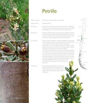 Petrillo
Nombre científico	 :	 Myrceugenia correifolia (Hook. et Arn.) O.Berg
Nombre común	 :	 Petrillo o petrilla.
Descripción	 :	 Arbol de hasta 7 metros de altura y tronco de unos 45 cm de diámetro.
La corteza es de color grisáceo a pardo claro, rugosa y agrietada
longitudinal y transversalmente, formando costras gruesas.
Distribución	 :	 Endémico de Chile. Habita en sectores boscosos donde las neblinas
costeras producen suficiente humedad y temperaturas adecuadas
para su crecimiento. Crece entre las provincias de Limarí y Curicó,
y presenta un rango altitudinal desde los 20 a 680 metros.
Conservación	 :	 Entre las regiones de Valparaíso y Maule, su hábitat ha experimentado
fuertes modificaciones a raíz del cambio de uso del suelo para
cultivos agrícolas y plantaciones forestales comerciales.
		 Su ambiente en áreas de neblina está siendo sometido a largos
períodos de sequía como consecuencia de la deforestación y algunos
sectores han sufrido extensos daños por incendios.
		 En el Libro Rojo de la Flora Terrestre de Chile fue propuesta respecto
a su estado de conservación como Rara. Se encuentra protegida
sólo en el Parque Nacional Fray Jorge. Sin embargo, está presente
en varias áreas que se consideran prioritarias para la conservación
de la biodiversidad en la costa de Chile central, como el cerro Santa
Inés de Pichidangui, bosques de Zapallar, quebrada del Tigre en
Cachagua, quebrada de Córdova en El Tabo y en el
Centro Experimental Tanumé de CONAF al norte de
Pichilemu.
Anecdotario	 :	 En su distribución septentrional es uno de los
árboles dominante de los bosques relictos de
neblina, donde crece junto al olivillo y otras
especies más características de los bosques
valdivianos.
78 Arboles Nativos de Chile
 