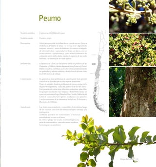 Peumo
Nombre científico	 :	 Cryptocarya alba (Molina) Looser
Nombre común	 :	 Peumo o pengu.
Descripción	 :	 Arbol siempreverde, de follaje denso y verde oscuro. Llega a
medir hasta 20 metros de altura y el tronco, recto o ligeramente
tortuoso, cerca de 1 metro de diámetro. La corteza es delgada,
de color café claro y agrietada. Las hojas son duras, con un
aroma intenso y característico, y una notoria diferencia de
coloración entre ambos lados, siendo el superior de un verde
brillante y el inferior de un verde pálido.
Distribución	 :	 Endémico de Chile. Se encuentra entre las provincias de
Coquimbo y Valdivia, siendo abundante entre Petorca y Curicó.
Habita en ambas cordilleras y el valle central, preferentemente
en quebradas y laderas sombrías, desde el nivel del mar hasta
los 1.500 metros de altitud.
Conservación	 :	 En general, no tiene problemas de conservación. En la porción
central de su distribución es una especie dominante.
		 Pese a lo anterior, tendría problemas de conservación en la
Región Metropolitana, a raíz del cambio en el uso del suelo.
		 Está presente en varias áreas silvestres protegidas, entre ellas,
los parques nacionales La Campana y Radal Siete Tazas; las
reservas nacionales Lago Peñuelas, Río Clarillo, Roblería del
Cobre de Loncha, Río Los Cipreses, Los Ruiles y Los Queules,
y en los santuarios de la naturaleza Yerba Loca, El Arrayán y
Huemules de Niblinto.
Anecdotario	 :	 Los frutos son aromáticos y comestibles. Esto último, luego
de ser cocidos, con el fin de eliminar el sabor amargo y la
astringencia.
		 También pueden ser consumidos al natural,
reteniéndolos un rato en la boca.
		 Su corteza y hojas son usadas en infusión para una
serie de enfermedades, como afecciones hepáticas,
hemorragias y reumatismo.
81Bosque Esclerofilo
 