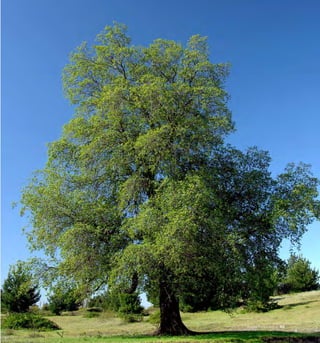 83Bosque Esclerofilo
 