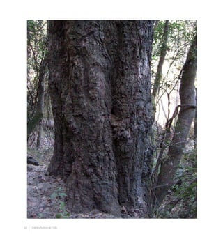 84 Arboles Nativos de Chile
 