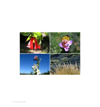 8 Arboles Nativos de Chile
 