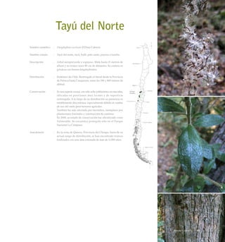 Tayú del Norte
Nombre científico	 :	 Dasyphyllum excelsum (D.Don) Cabrera
Nombre común	 :	 Tayú del norte, tayú, bulli, palo santo, puyoso o tunilla.
Descripción	 :	 Arbol siempreverde y espinoso. Mide hasta 15 metros de
altura y su tronco unos 80 cm de diámetro. Su corteza es
grisácea con fisuras longitudinales.
Distribución	 :	 Endémico de Chile. Restringido al litoral desde la Provincia
de Petorca hasta Cauquenes, entre los 190 y 800 metros de
altitud.
Conservación	 :	 Es una especie escasa, con sólo ocho poblaciones reconocidas,
ubicadas en posiciones muy locales y de superficie
restringida. A lo largo de su distribución su presencia es
notablemente discontinua, especialmente debido al cambio
de uso del suelo para terrenos agrícolas.
		 También ha sido afectada por incendios, reemplazo por
plantaciones forestales y construcción de caminos.
		 En 2008, su estado de conservación fue oficializado como
Vulnerable. Se encuentra protegida sólo en el Parque
Nacional La Campana.
Anecdotario	 :	 En la zona de Quereo, Provincia del Choapa, fuera de su
actual rango de distribución, se han encontrado troncos
fosilizados con una data estimada de más de 11.000 años.
85Bosque Esclerofilo
 