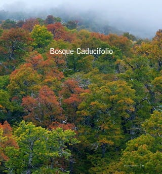 Bosque Caducifolio
87Bosque Caducifolio
 