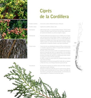 Ciprés
	 de la Cordillera
Nombre científico	 :	 Austrocedrus chilensis (D.Don) Pic.Serm. et Bizzarri
Nombre común	 :	 Ciprés de la cordillera, lahuán o len.
Descripción	 :	 Arbol siempreverde, con copa piramidal compacta. Alcanza hasta
25 metros de altura y posee un tronco recto que llega a medir cerca
de 2 metros de diámetro. La corteza es áspera o rugosa.
Distribución	 :	 Presenta poblaciones discontinuas en la Cordillera de los Andes,
entre las provincias de San Felipe y Palena, en altitudes que van
desde los 250 hasta los 2.200 metros. A su vez, existen poblaciones
aisladas en la Cordillera de la Costa, entre las provincias de Arauco y
Valdivia, donde crece desde los 100 a 500 metros de altitud. También
está presente en Argentina, donde es una especie abundante.
Conservación	 :	 A pesar de tener una distribución extensa en Chile, su conservación
se considera importante, debido a la significativa disminución
experimentada históricamente.
		 En Chile central esta merma se debe a la explotación forestal, el
pastoreo de ganado que afecta su regeneración y a los incendios
intencionales, usados para despejar terrenos. De las cerca de 45.000
hectáreas de bosques de ciprés de la cordillera que existen, sólo 6%
se encuentra en áreas silvestres protegidas.
		 En 2008, su estado de conservación fue evaluado de manera oficial
como Fuera de Peligro.
		 Está presente en las reservas nacionales Río Clarillo, Río Los Cipreses,
y Altos de Lircay, y en el Parque Nacional Laguna del Laja.
Anecdotario	 :	 Es una de las 9 especies de coníferas nativas de Chile. Existirían
individuos de hasta 1.800 años.
		 Durante la Colonia fue utilizado para la construcción de iglesias.
Su límite norte de distribución en el cerro Tabaco, San Felipe, fue
descubierto a principios de la década del ’60 y recientemente, ha
sido protegido en el Santuario Serranía del Ciprés.
90 Arboles Nativos de Chile
 