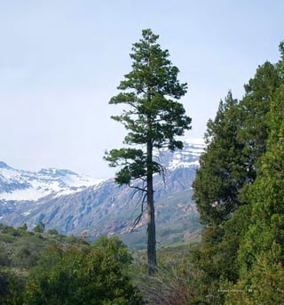 91Bosque Caducifolio
 