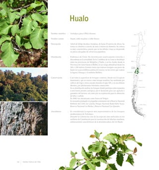 Hualo
Nombre científico	 :	 Nothofagus glauca (Phil.) Krasser
Nombre común	 :	 Hualo, roble maulino o roble blanco.
Descripción	 :	 Arbol de follaje deciduo, frondoso, de hasta 30 metros de altura. Su
tronco es cilíndrico y erecto, de unos 2 metros de diámetro. Su corteza
es muy característica, puesto que en los árboles viejos se desprende
en placas alargadas de estructura papirácea.
Distribución	 :	 Endémico de Chile. De distribución relativamente estrecha y
discontinua en la actualidad. En la Cordillera de la Costa se distribuye
entre las provincias de Melipilla y Ñuble, y en los Andes desde la
Provincia de Curicó hasta el Biobío, en un rango altitudinal desde los
100 a 1.100 metros. Existen zonas con extensos bosques casi puros de
hualo en la precordillera andina de Linares, en los cerros que rodean
la laguna Amarga y el embalse Bullileo.
Conservación	 :	 Casi toda la superficie de bosques costeros, donde era la especie
dominante y que se conoce como bosque maulino, fue sustituida por
cultivos de trigo y otros cereales durante el siglo XIX, y en las últimas
décadas, por plantaciones forestales comerciales.
		 En su distribución andina, los bosques donde participa están expuestos
a una fuerte presión antrópica, por el desmonte para uso agrícola y
ganadero del terreno, así como por su explotación para la obtención
de leña y carbón.
		 En 2008, fue oficializado como Fuera de Peligro.
		 Se encuentra protegido en pequeñas extensiones de la Reserva Nacional
Roblería del Cobre de Loncha, Parque Nacional Radal Siete Tazas,
Reserva Nacional Los Ruiles y Reserva Nacional Los Queules.
Anecdotario	 :	 Es considerada la especie más representativa de los bosques
mediterráneos de Nothofagus.
		 Durante la Colonia fue una de las especies más utilizadas en los
astilleros de Constitución para la construcción de faluchos maulinos,
embarcaciones características de la desembocadura del río Maule.
94 Arboles Nativos de Chile
 