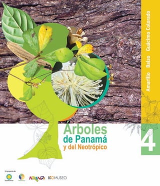 Arboles de Panamá y el Neotrópico 4: Amarillo, balso y guácimo colorado