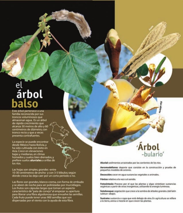 Arboles de Panamá y el Neotrópico 4 Amarillo, balso y guácimo colora…