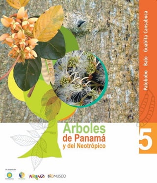 Arboles de Panamá y el Neotrópico 5: Palobobo, balo y guabita cansaboca