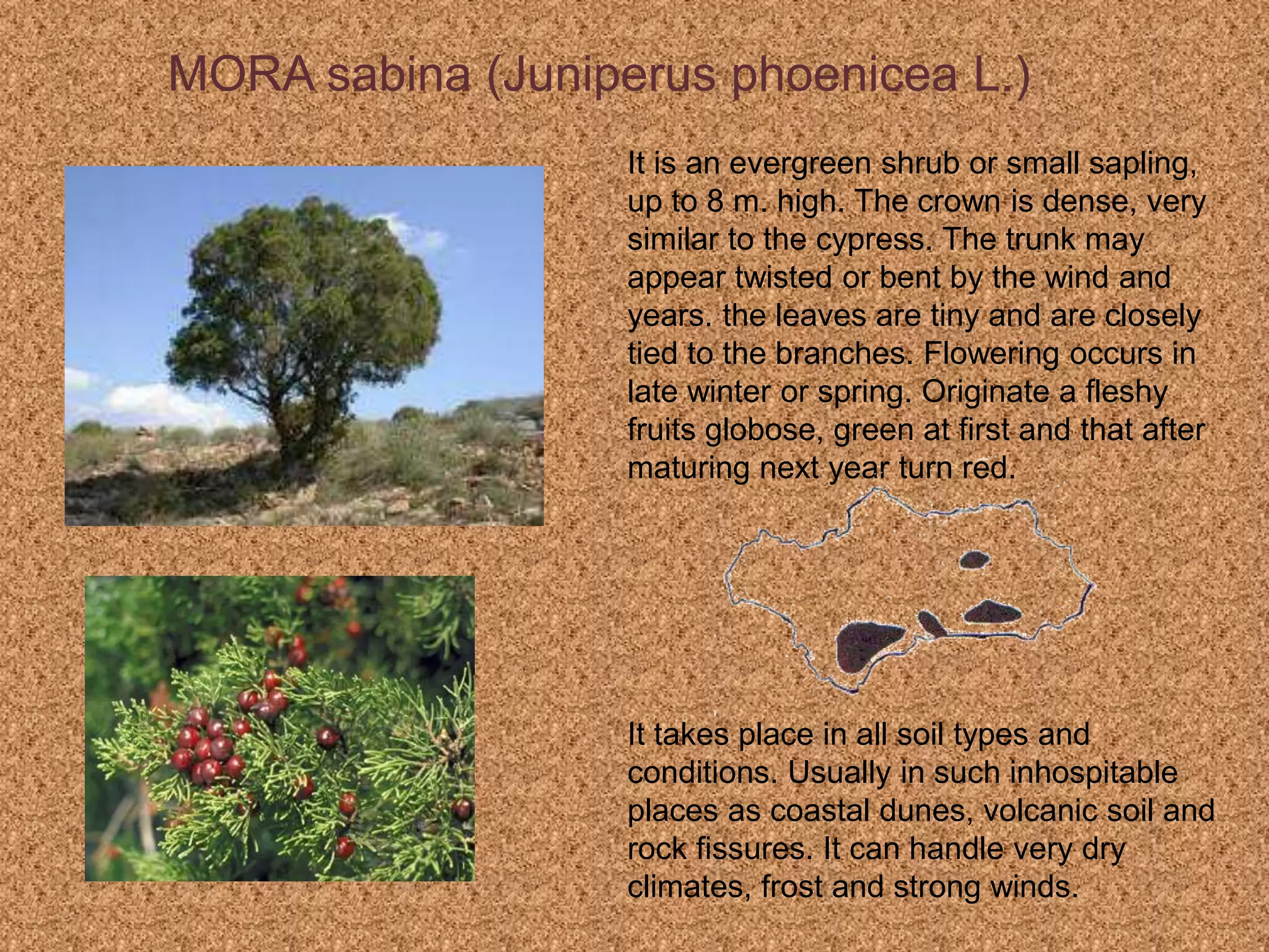 MORA sabina (Juniperus phoenicea L.)
It is an evergreen shrub or small sapling,
up to 8 m. high. The crown is dense, very
similar to the cypress. The trunk may
appear twisted or bent by the wind and
years. the leaves are tiny and are closely
tied to the branches. Flowering occurs in
late winter or spring. Originate a fleshy
fruits globose, green at first and that after
maturing next year turn red.
It takes place in all soil types and
conditions. Usually in such inhospitable
places as coastal dunes, volcanic soil and
rock fissures. It can handle very dry
climates, frost and strong winds.
 