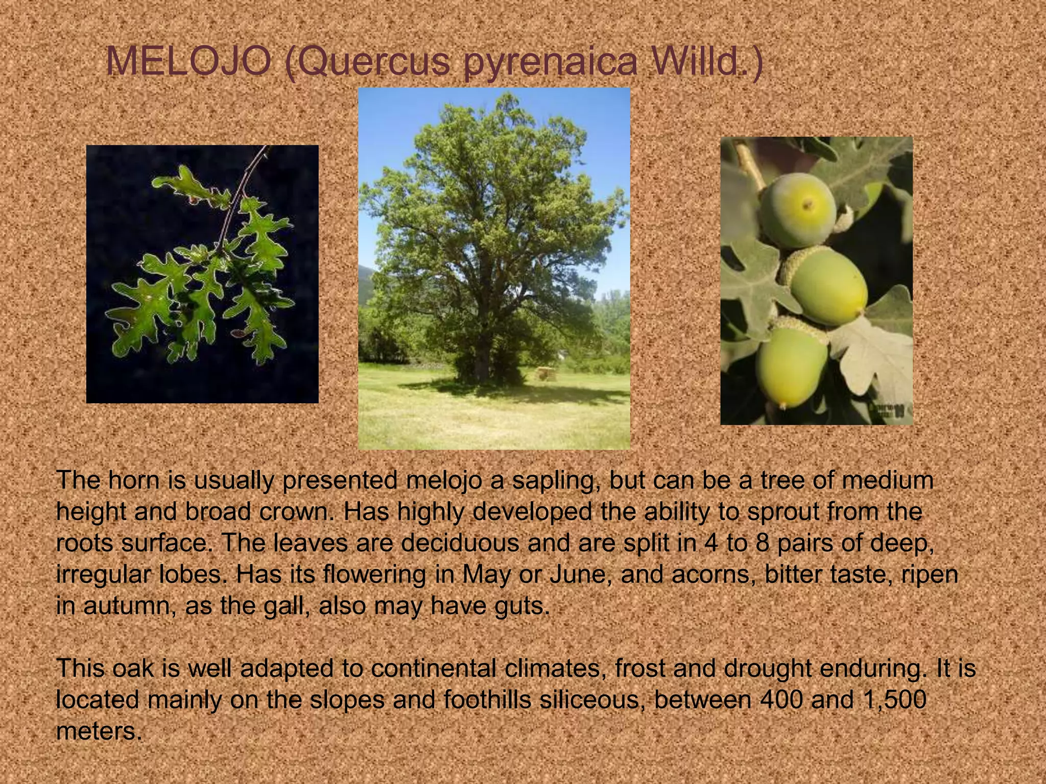MELOJO (Quercus pyrenaica Willd.)
The horn is usually presented melojo a sapling, but can be a tree of medium
height and broad crown. Has highly developed the ability to sprout from the
roots surface. The leaves are deciduous and are split in 4 to 8 pairs of deep,
irregular lobes. Has its flowering in May or June, and acorns, bitter taste, ripen
in autumn, as the gall, also may have guts.
This oak is well adapted to continental climates, frost and drought enduring. It is
located mainly on the slopes and foothills siliceous, between 400 and 1,500
meters.
 