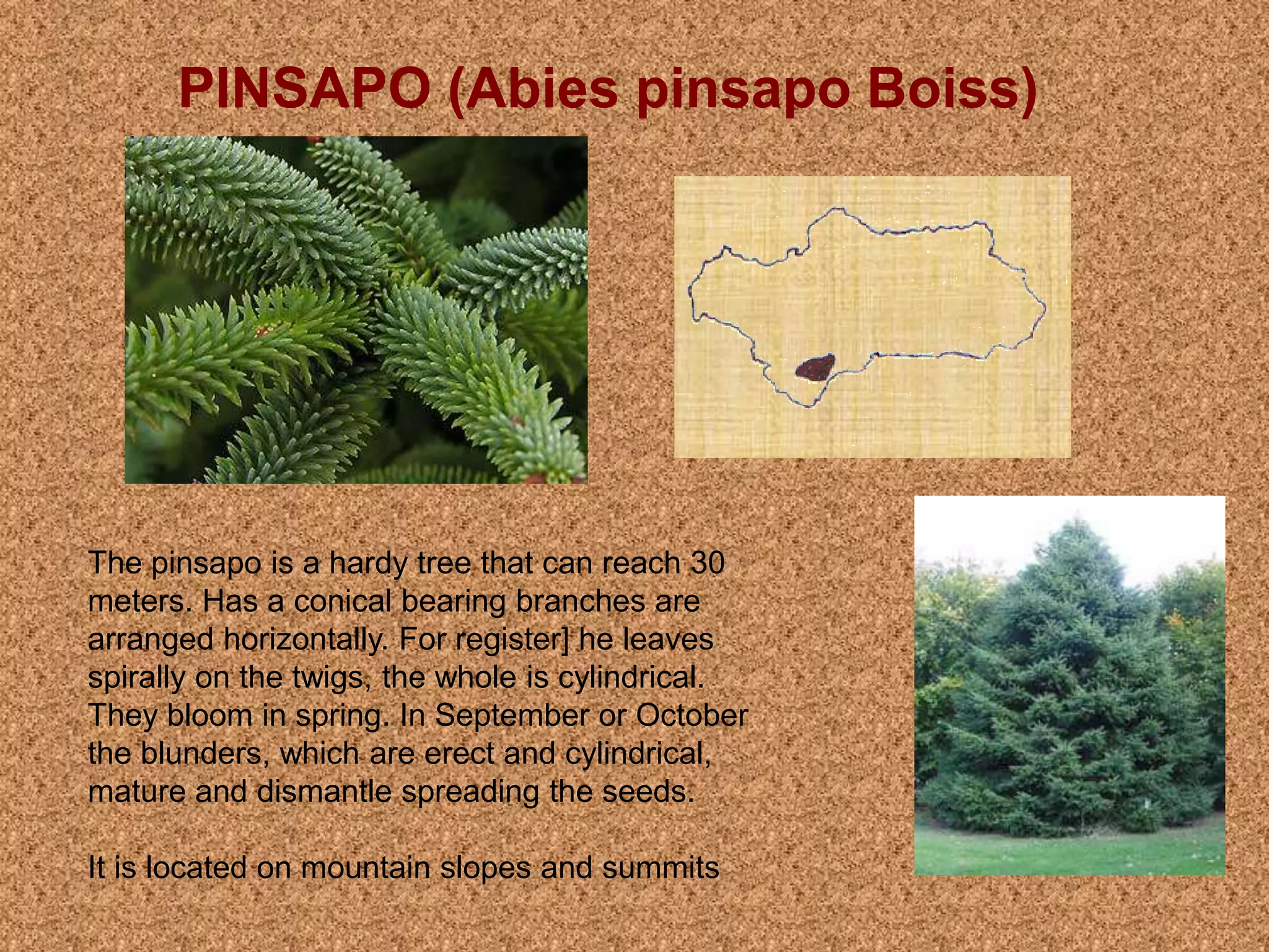 PINSAPO (Abies pinsapo Boiss)
The pinsapo is a hardy tree that can reach 30
meters. Has a conical bearing branches are
arranged horizontally. For register] he leaves
spirally on the twigs, the whole is cylindrical.
They bloom in spring. In September or October
the blunders, which are erect and cylindrical,
mature and dismantle spreading the seeds.
It is located on mountain slopes and summits
 