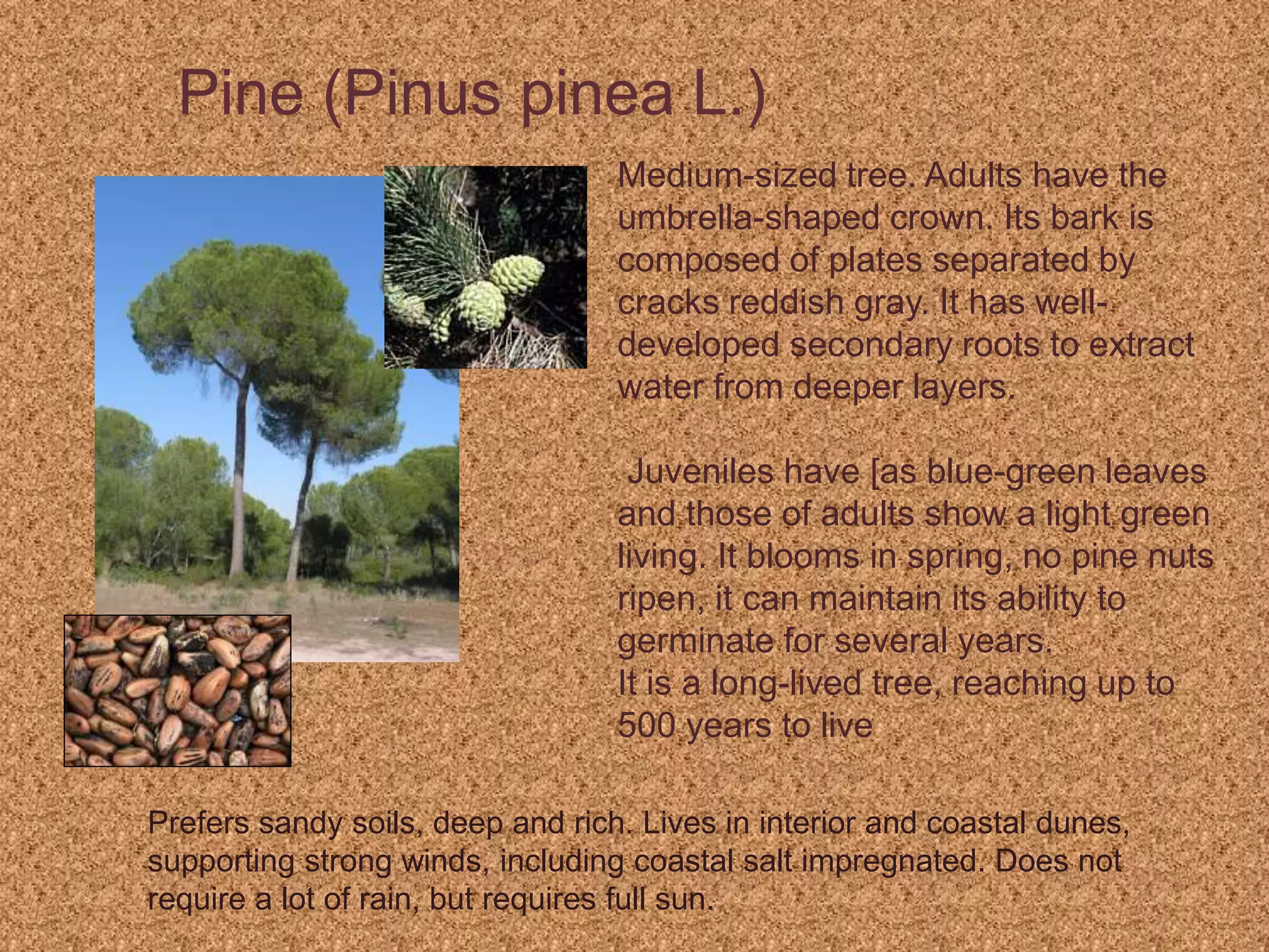 Pine (Pinus pinea L.)
Medium-sized tree. Adults have the
umbrella-shaped crown. Its bark is
composed of plates separated by
cracks reddish gray. It has well-
developed secondary roots to extract
water from deeper layers.
Juveniles have [as blue-green leaves
and those of adults show a light green
living. It blooms in spring, no pine nuts
ripen, it can maintain its ability to
germinate for several years.
It is a long-lived tree, reaching up to
500 years to live
Prefers sandy soils, deep and rich. Lives in interior and coastal dunes,
supporting strong winds, including coastal salt impregnated. Does not
require a lot of rain, but requires full sun.
 