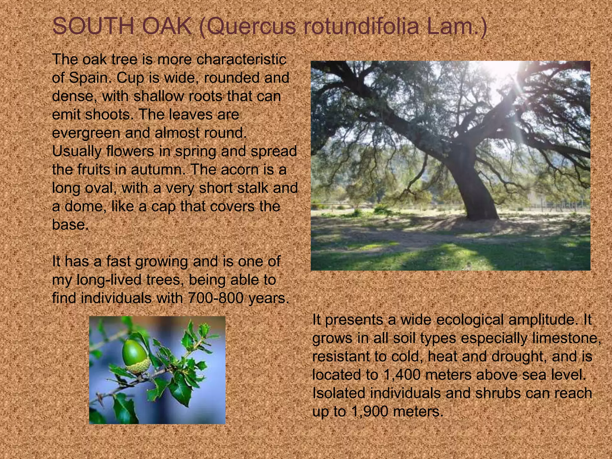 The oak tree is more characteristic
of Spain. Cup is wide, rounded and
dense, with shallow roots that can
emit shoots. The leaves are
evergreen and almost round.
Usually flowers in spring and spread
the fruits in autumn. The acorn is a
long oval, with a very short stalk and
a dome, like a cap that covers the
base.
It has a fast growing and is one of
my long-lived trees, being able to
find individuals with 700-800 years.
It presents a wide ecological amplitude. It
grows in all soil types especially limestone,
resistant to cold, heat and drought, and is
located to 1,400 meters above sea level.
Isolated individuals and shrubs can reach
up to 1,900 meters.
SOUTH OAK (Quercus rotundifolia Lam.)
 
