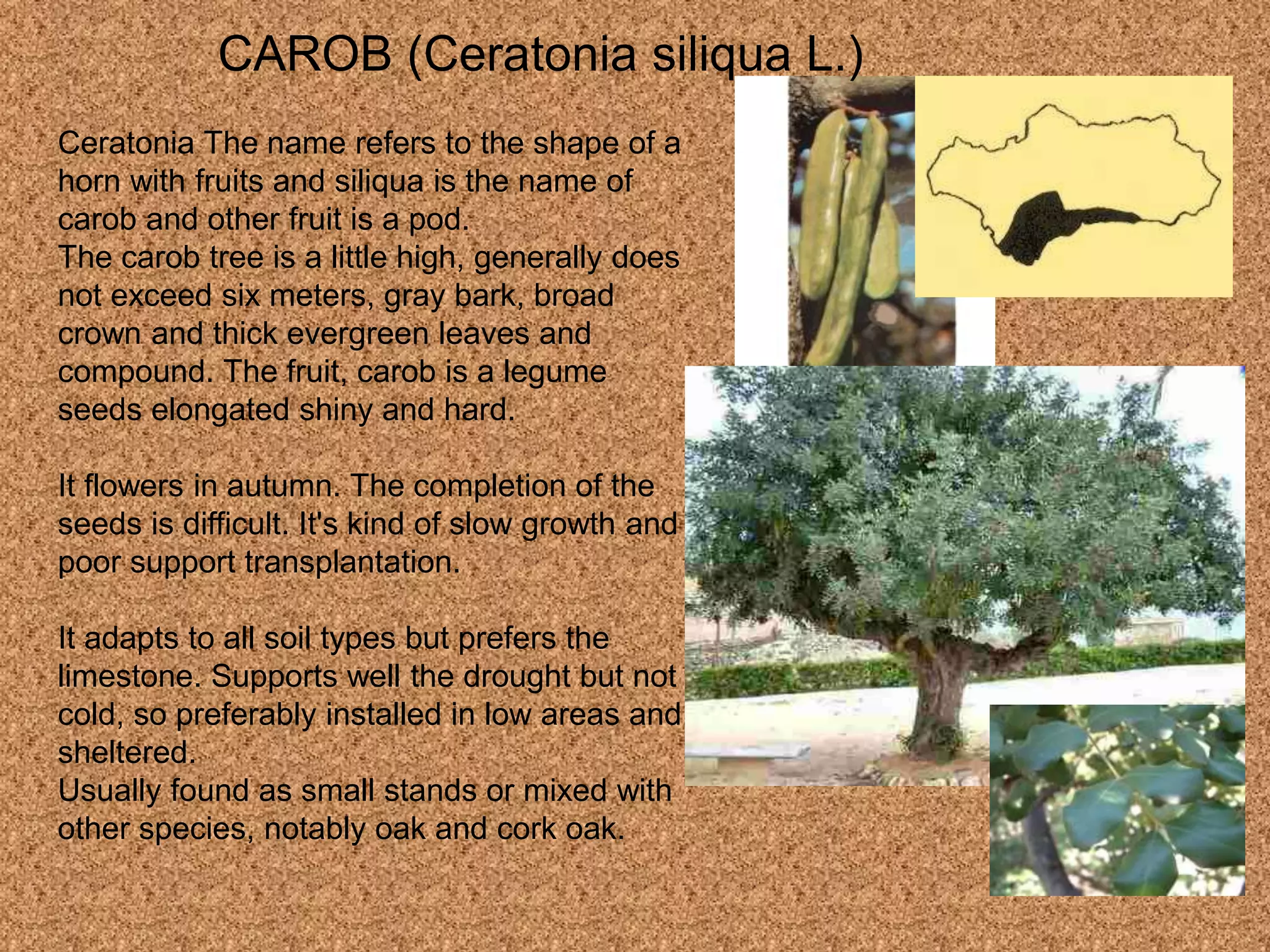 CAROB (Ceratonia siliqua L.)
Ceratonia The name refers to the shape of a
horn with fruits and siliqua is the name of
carob and other fruit is a pod.
The carob tree is a little high, generally does
not exceed six meters, gray bark, broad
crown and thick evergreen leaves and
compound. The fruit, carob is a legume
seeds elongated shiny and hard.
It flowers in autumn. The completion of the
seeds is difficult. It's kind of slow growth and
poor support transplantation.
It adapts to all soil types but prefers the
limestone. Supports well the drought but not
cold, so preferably installed in low areas and
sheltered.
Usually found as small stands or mixed with
other species, notably oak and cork oak.
 