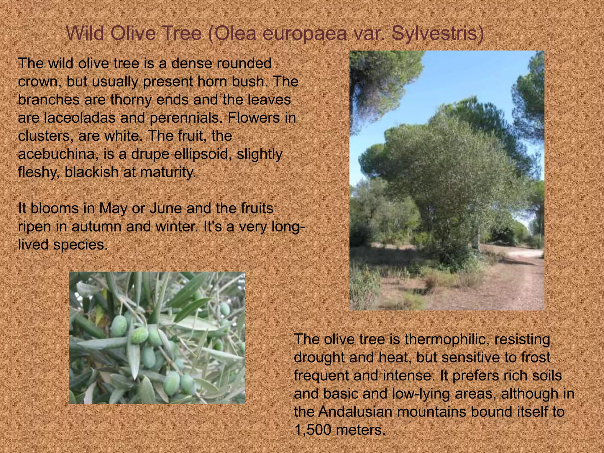 Wild Olive Tree (Olea europaea var. Sylvestris)
The wild olive tree is a dense rounded
crown, but usually present horn bush. The
branches are thorny ends and the leaves
are laceoladas and perennials. Flowers in
clusters, are white. The fruit, the
acebuchina, is a drupe ellipsoid, slightly
fleshy, blackish at maturity.
It blooms in May or June and the fruits
ripen in autumn and winter. It's a very long-
lived species.
The olive tree is thermophilic, resisting
drought and heat, but sensitive to frost
frequent and intense. It prefers rich soils
and basic and low-lying areas, although in
the Andalusian mountains bound itself to
1,500 meters.
 