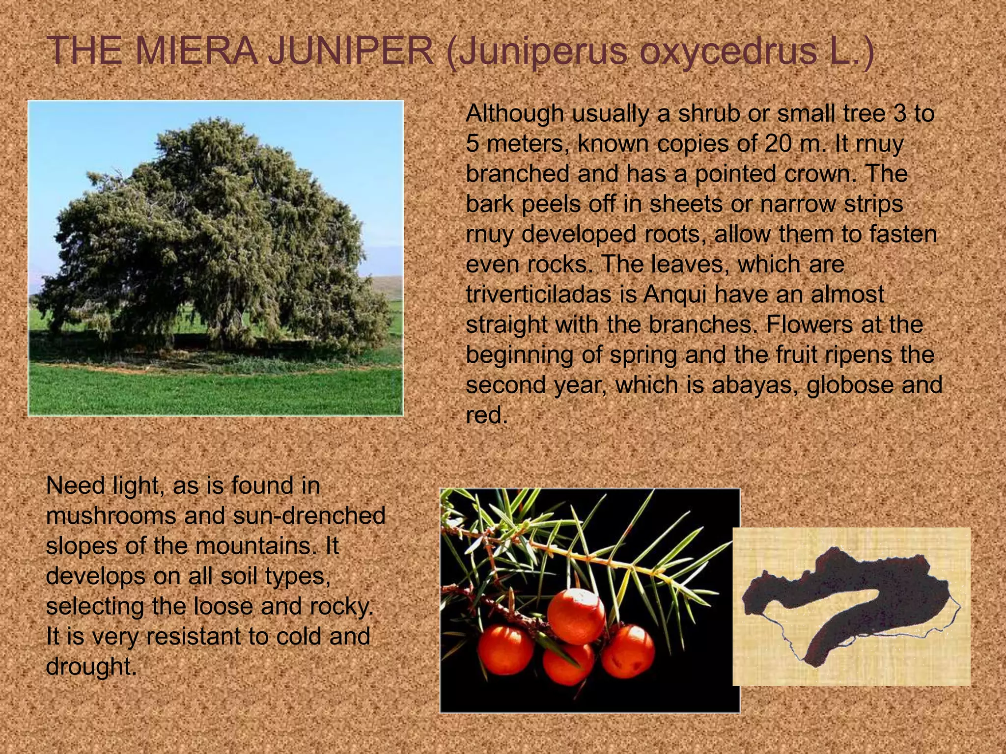 THE MIERA JUNIPER (Juniperus oxycedrus L.)
Although usually a shrub or small tree 3 to
5 meters, known copies of 20 m. It rnuy
branched and has a pointed crown. The
bark peels off in sheets or narrow strips
rnuy developed roots, allow them to fasten
even rocks. The leaves, which are
triverticiladas is Anqui have an almost
straight with the branches. Flowers at the
beginning of spring and the fruit ripens the
second year, which is abayas, globose and
red.
Need light, as is found in
mushrooms and sun-drenched
slopes of the mountains. It
develops on all soil types,
selecting the loose and rocky.
It is very resistant to cold and
drought.
 