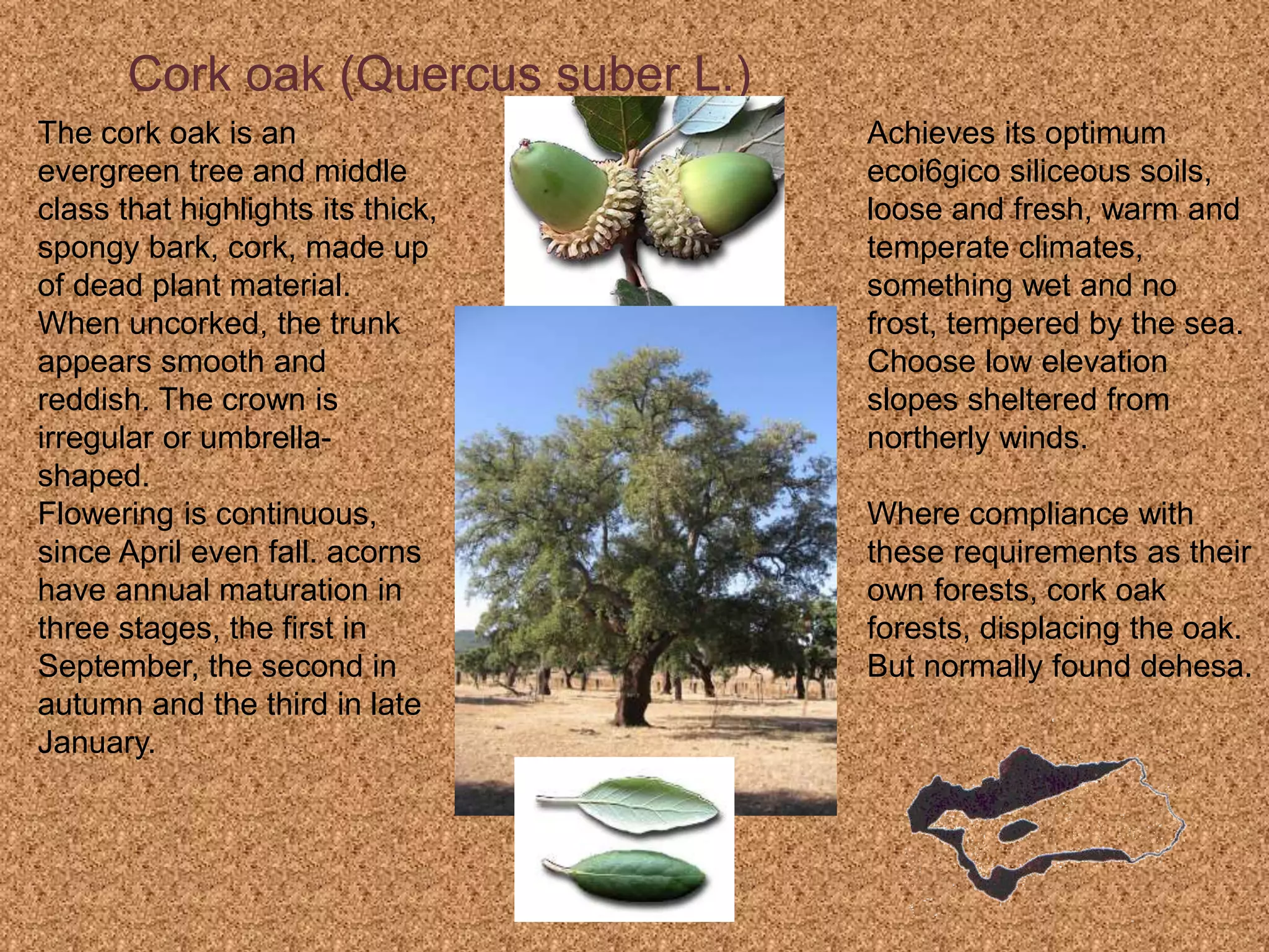 The cork oak is an
evergreen tree and middle
class that highlights its thick,
spongy bark, cork, made up
of dead plant material.
When uncorked, the trunk
appears smooth and
reddish. The crown is
irregular or umbrella-
shaped.
Flowering is continuous,
since April even fall. acorns
have annual maturation in
three stages, the first in
September, the second in
autumn and the third in late
January.
Achieves its optimum
ecoi6gico siliceous soils,
loose and fresh, warm and
temperate climates,
something wet and no
frost, tempered by the sea.
Choose low elevation
slopes sheltered from
northerly winds.
Where compliance with
these requirements as their
own forests, cork oak
forests, displacing the oak.
But normally found dehesa.
Cork oak (Quercus suber L.)
 